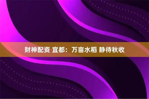 财神配资 宜都：万亩水稻 静待秋收